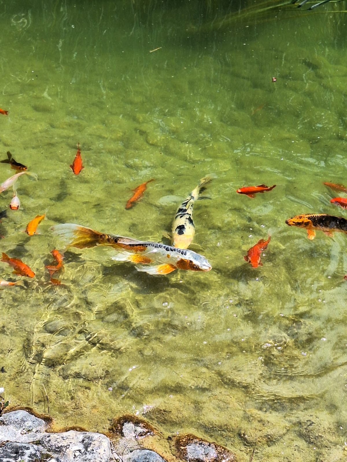 Jardin japonais au Havre