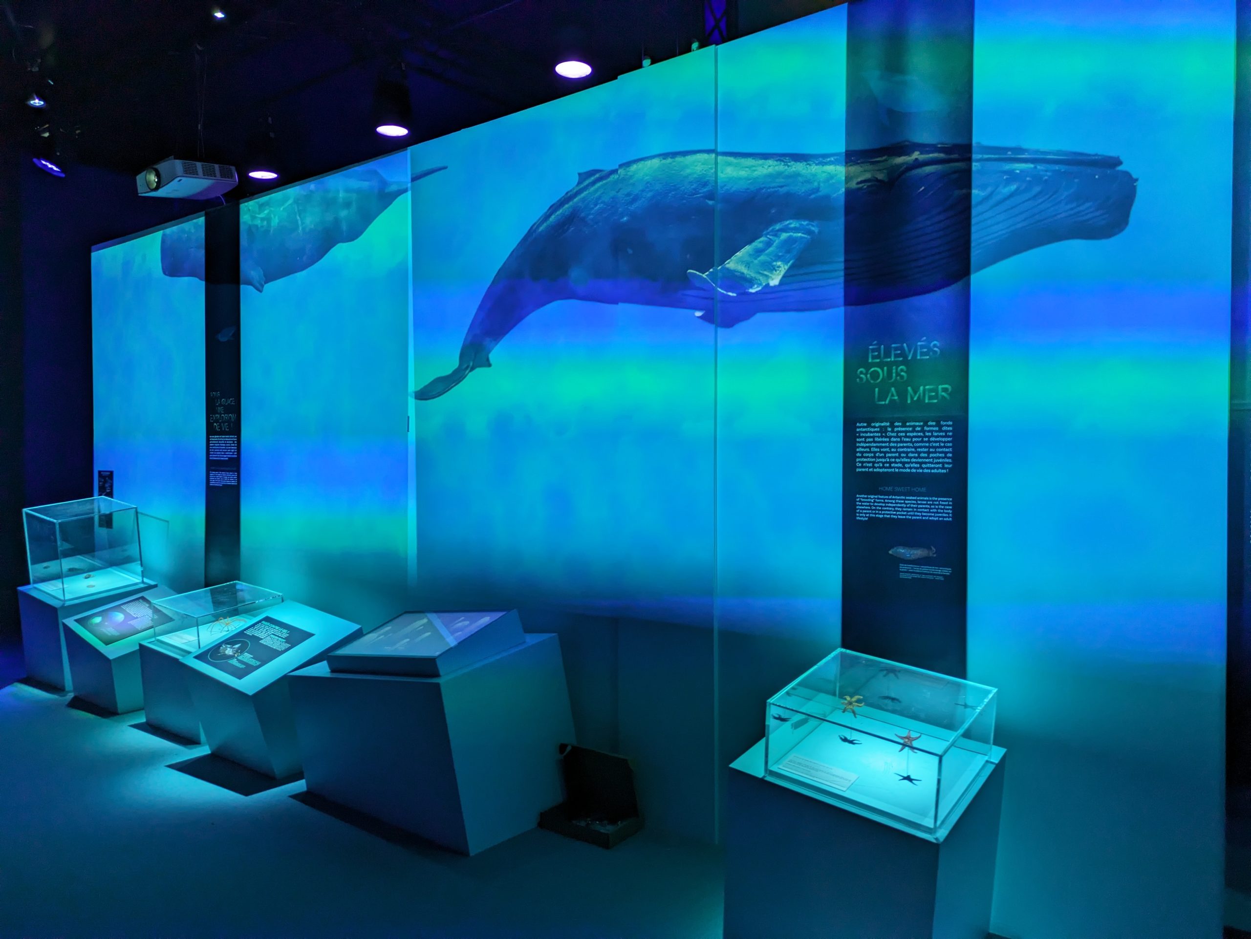 Atrium de Rouen - Exposition Océan