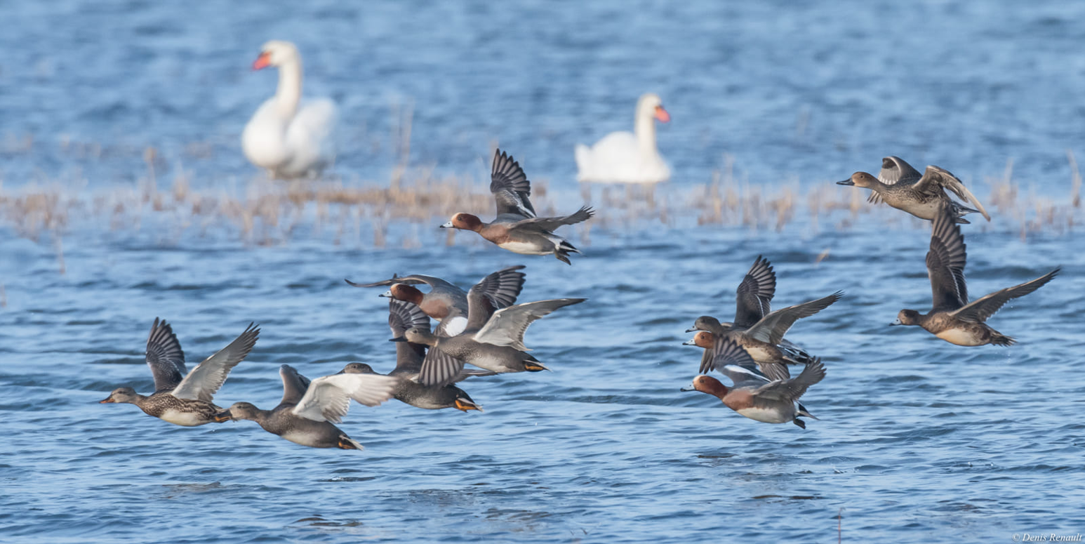Envolée de canards siffleurs dans la réserve de l'Estuaire de la Seine