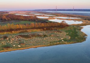 Chevaux sauvages dans la réserve naturelle de l'estuaire de la Seine au Havre.