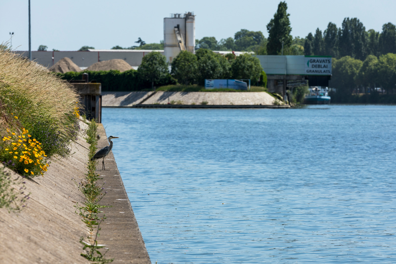 Darse Centrale de Bonneuil-sur-Marne (l'Ile Barbiere) - Heron sur la berge.
