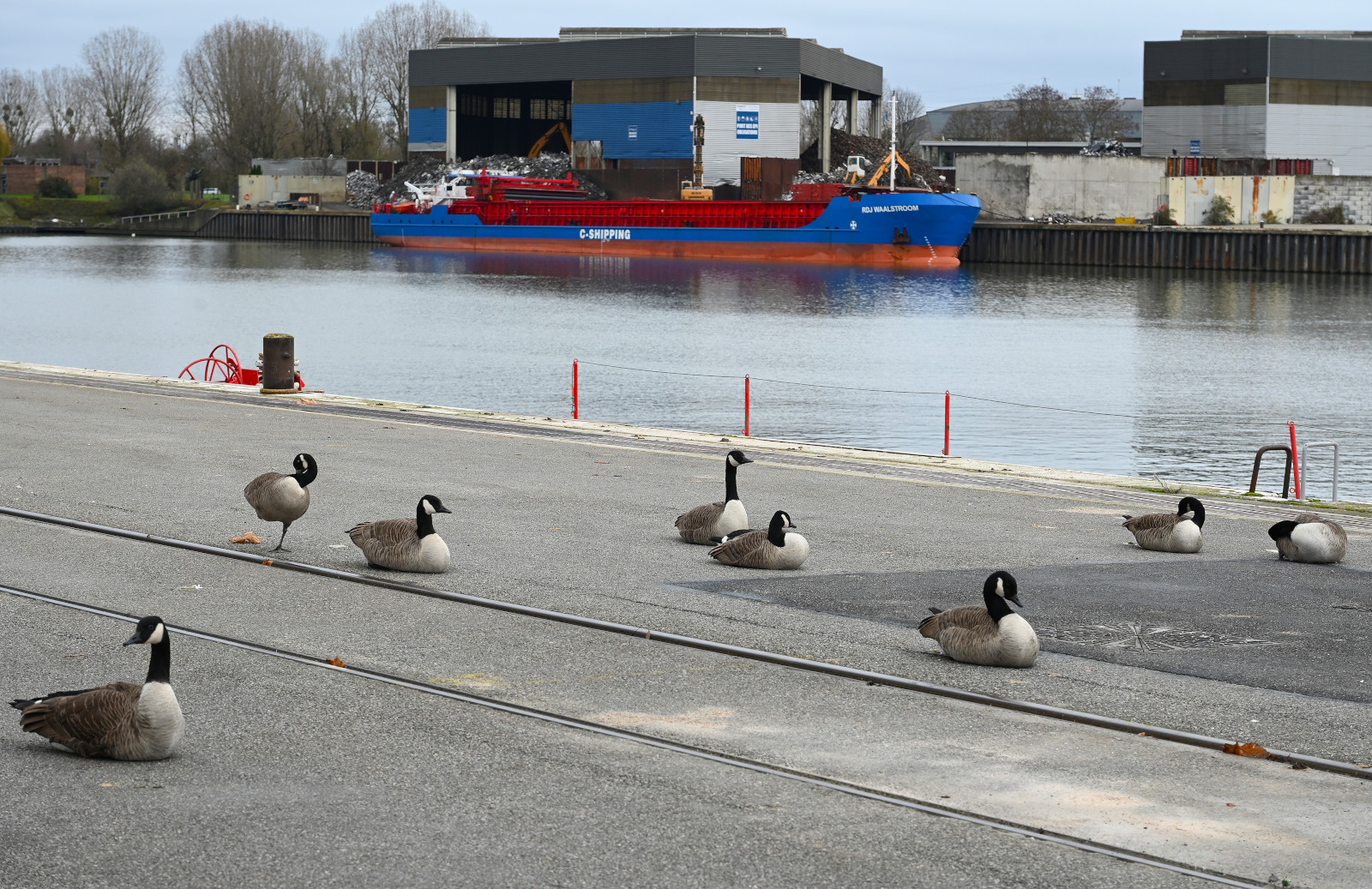 Port de Limay. oies de Bernache sur les quais. Vraquier de 89 metres RDJ Waalstroom en cours de chargement de dechets metalliques chez Ferinox