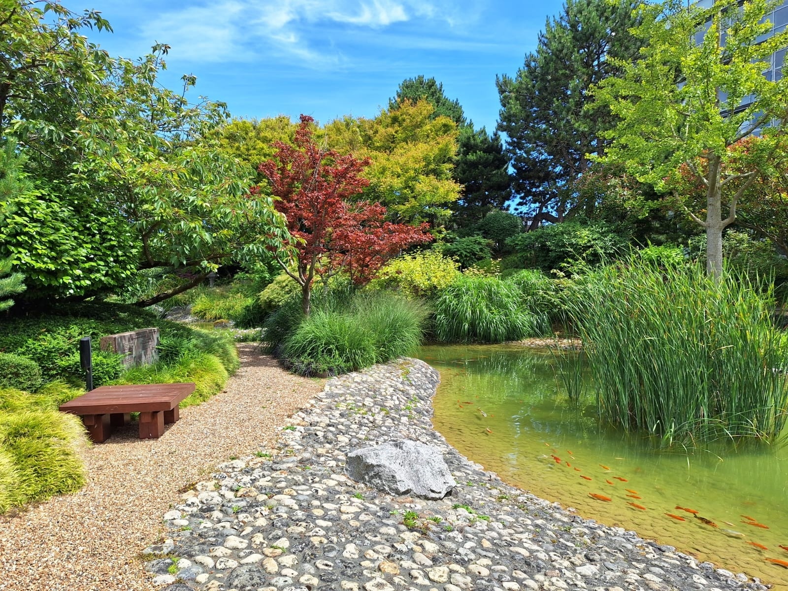 Jardin clos de 2 250 m? de 80 especes vegetales. Un bijou dans un ecrin precieux qui raconte la symbolique du jumelage des ports du Havre et d'Osaka. Une promenade entre deux oceans sur le lit de la Seine. verdure arbre poisson erable japonais statut nenuphar vegetation